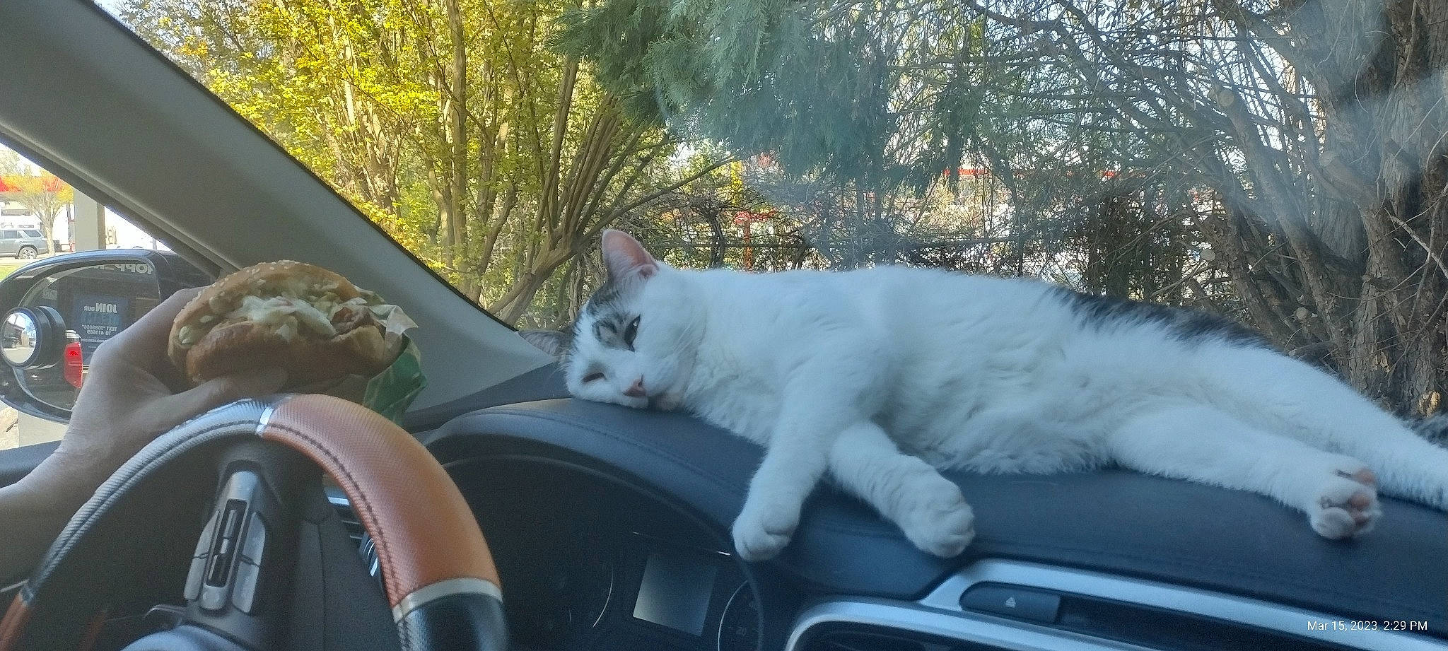Patches is registered to the contest to win money with this photo: automotive_exterior, automotive_lighting, automotive_mirror, automotive_tire, carnivore, cat, fawn, felidae, hood, motor_vehicle, rear_view_mirror, small_to_medium_sized_cats, snout, tail, tree, vehicle, vehicle_door, whiskers, window, windscreen_wiper