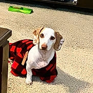 Gus joined the competition — help win amazing prizes! animal, brown_and_white, carpet, cozy, cute, decor, dog, ears, floor, food_bowl, home, indoor, jacket, looking, pet, plaid, red_and_black, shelf, sitting, toy