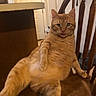 cat, orange_tabby, chair, wooden_chair, indoor, lounge, pet, feline, orange_fur, relaxed, animal, home, door, wood, seat, cute, funny_pose, domestic_cat, looking, casual