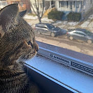 Jannah is registered to the contest to win money with this photo: animal, cars, cat, close_up, curious, daylight, domestic_cat, fur, house, indoor, looking_out, pet, profile, residential_area, screen, side_view, street, tabby_cat, whiskers, window