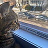 animal, cars, cat, close_up, curious, daylight, domestic_cat, fur, house, indoor, looking_out, pet, profile, residential_area, screen, side_view, street, tabby_cat, whiskers, window