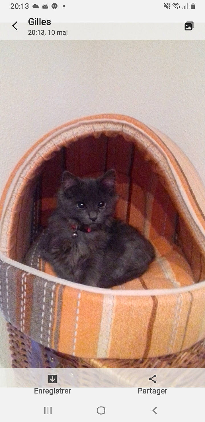 Neznez a rejoint le concours — aidez-le/la à gagner de superbes lots ! animal_shelter, bag, basket, black_cat, box, carnivore, cat, cat_bed, cat_supply, comfort, domestic_short_haired_cat, fawn, felidae, fur, pet_supply, small_to_medium_sized_cats, tail, terrestrial_animal, whiskers, wood