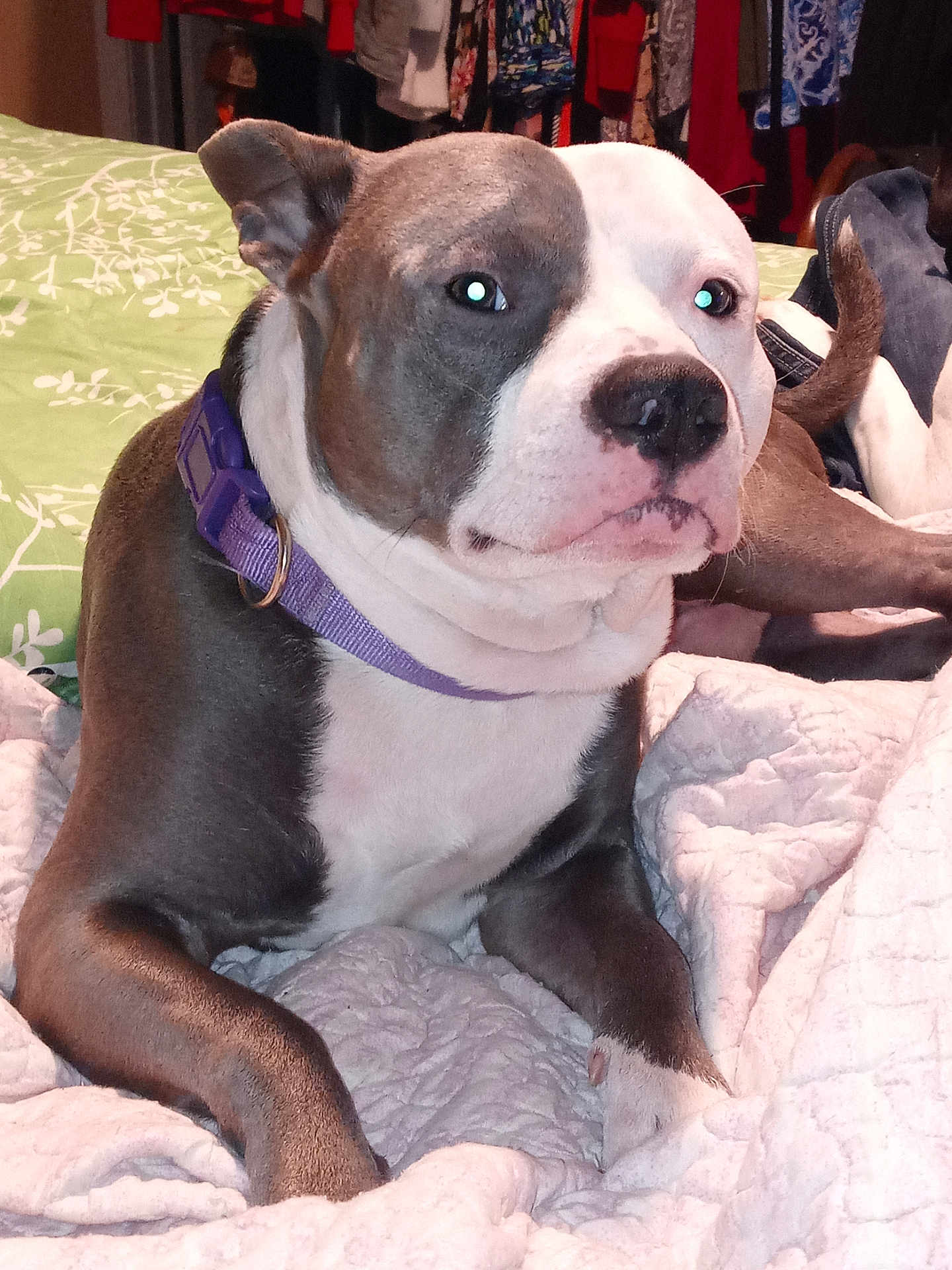 Diesal is registered to the contest to win money with this photo: bed, blanket, canine, comfort, dog, domestic_animal, ears, fabric, fur, gray, household, indoor, pet, pink_nose, purple_collar, relaxation, resting, snout, tail, white