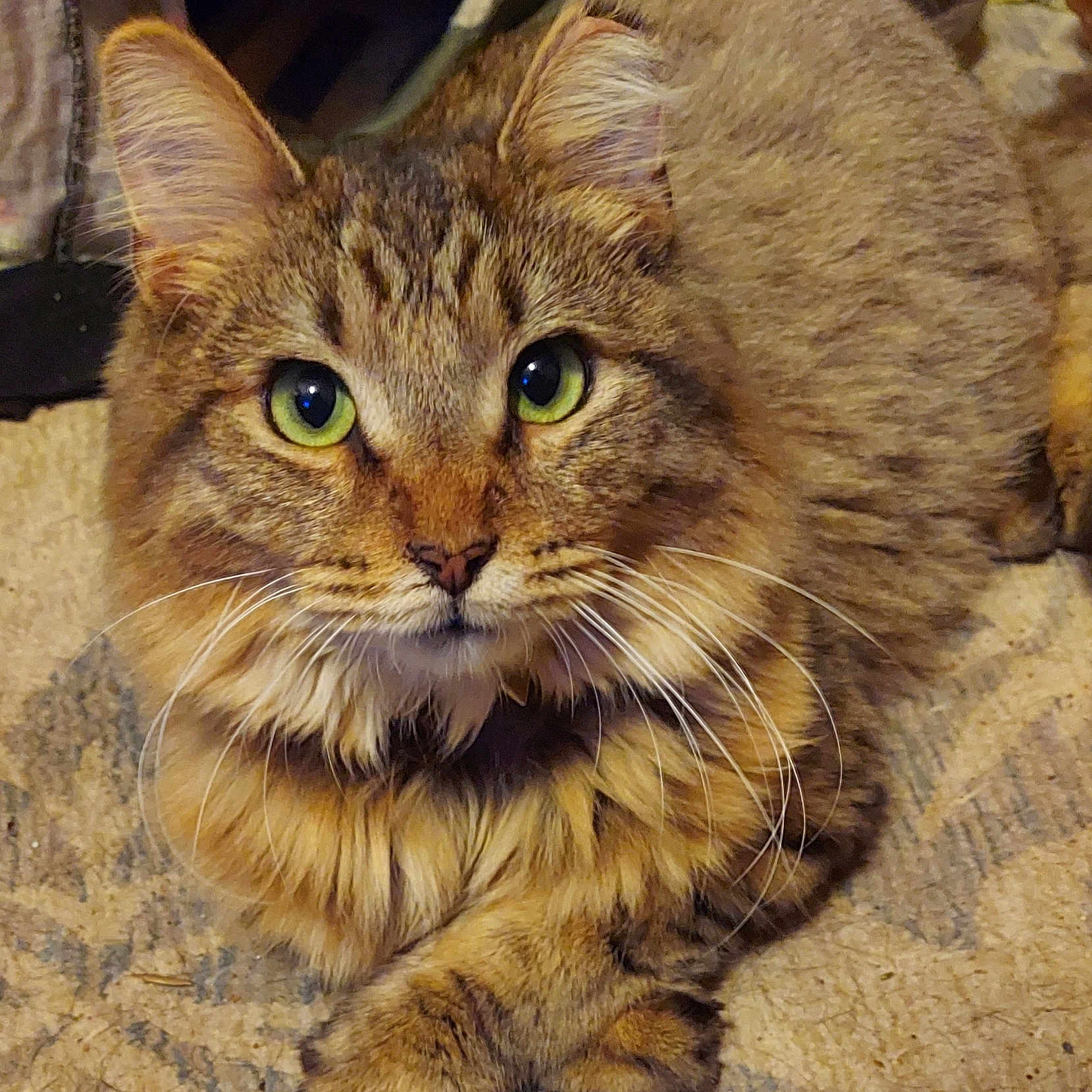 Gizmo joined the competition — help win amazing prizes! animal, carpet, cat, close_up, cozy, crossed_paws, cute, domestic_cat, ears, feline, fluffy, fur, green_eyes, indoor, lying_down, pet, portrait, relaxed, tabby, whiskers
