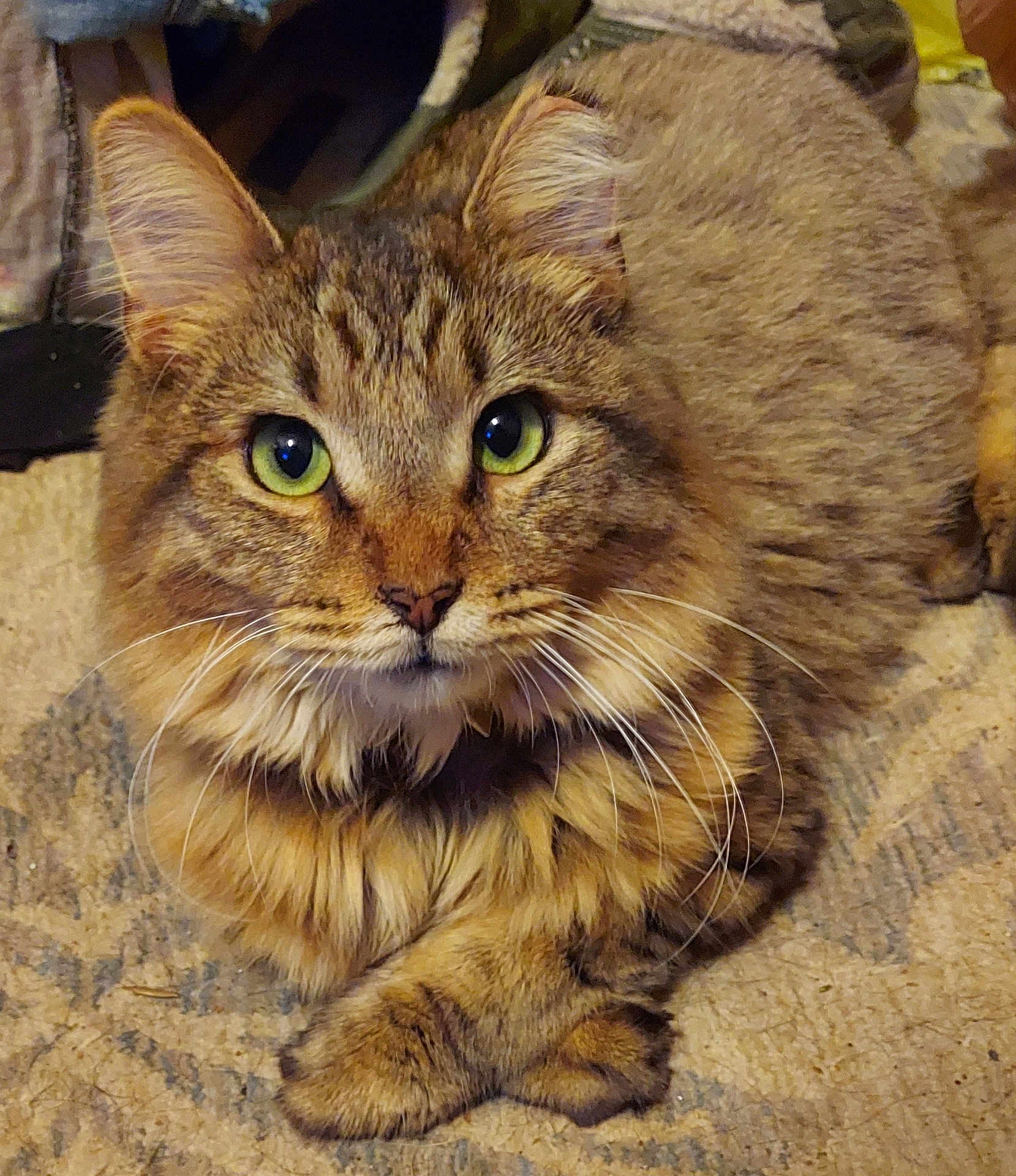 Gizmo joined the competition — help win amazing prizes! cat, tabby, fluffy, green_eyes, pet, animal, feline, domestic_cat, lying_down, carpet, crossed_paws, close_up, portrait, whiskers, ears, indoor, cozy, fur, cute, relaxed