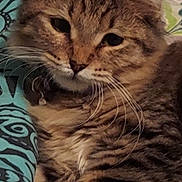 Gizmo joined the competition — help win amazing prizes! animal, blanket, cat, closeup, cozy, cute, domestic, feline, fur, indoor, mammal, patterned, pet, relaxed, resting, sleepy, soft, striped, tabby, whiskers