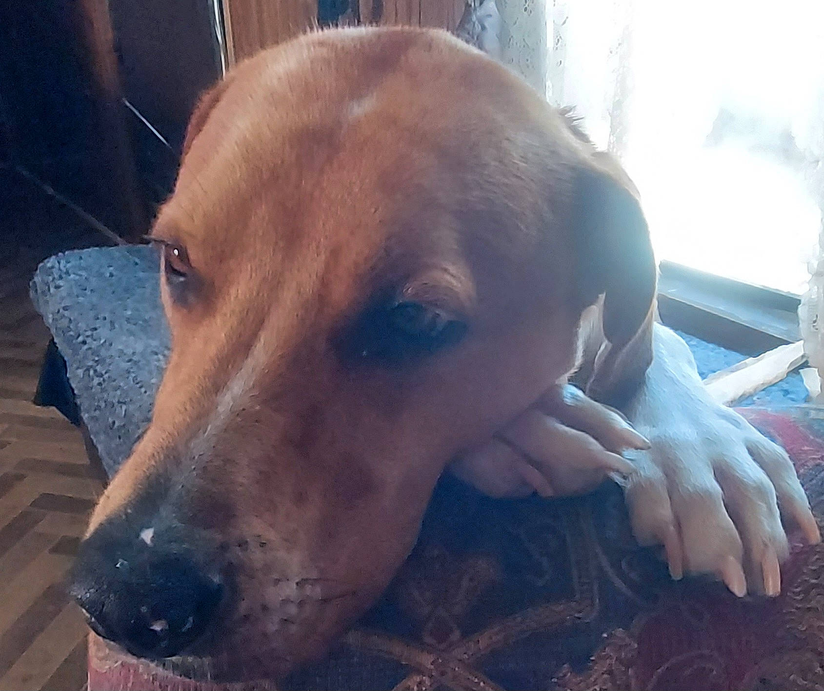 Sam joined the competition — help win amazing prizes! canidae, carnivore, companion_dog, dog, dog_breed, dog_supply, ear, fawn, fur, guard_dog, gun_dog, hound, hunting_dog, liver, retriever, scent_hound, snout, sporting_group, whiskers, working_animal