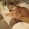 cat, orange_cat, tabby, striped_fur, pet, animal, collar, blue_collar, indoors, cozy, cushion, chair, furniture, lounging, lying_down, seated, portrait, whiskers, green_eyes, home