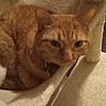 Cheeto Bambino is registered to the contest to win money with this photo: cat, ginger_cat, orange_tabby, feline, pet, animal, whiskers, ears, eyes, collar, cat_tree, scratching_post, cozy, indoor, home, portrait, sitting, resting, fur, closeup