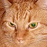 Cheeto Bambino is registered to the contest to win money with this photo: cat, orange_tabby, feline, pet, animal, close_up, portrait, face, eyes, golden_eyes, whiskers, fur, striped_fur, ginger, indoors, cozy, blanket, head, staring, photography