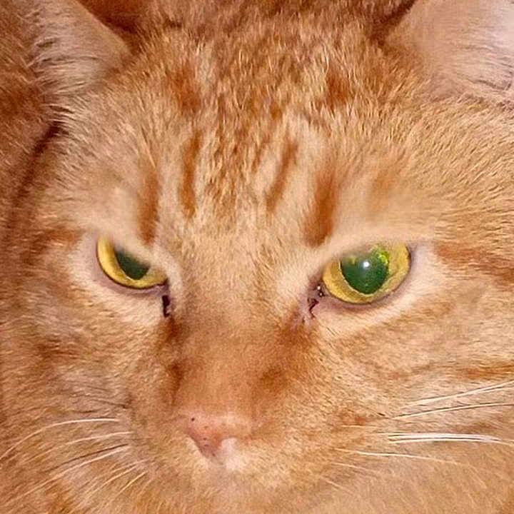 Cheeto Bambino