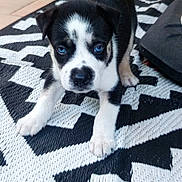 Ice participe au concours pour gagner de l'argent avec cette photo : puppy, dog, blue_eyes, black_and_white, cute, pet, animal, indoor, rug, pattern, playful, young, fur, canine, small, looking, front_paws, ears, nose, tail