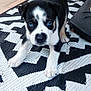 puppy, dog, blue_eyes, black_and_white, cute, pet, animal, indoor, rug, pattern, playful, young, fur, canine, small, looking, front_paws, ears, nose, tail