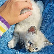 Neige a rejoint le concours — aidez-le/la à gagner de superbes lots ! animal, blue_eyes, carnivore, cat, comfort, cute, denim, domestic, furry, hand, indoor, jeans, kitten, lap, petting, relaxation, soft, whiskers, white, young