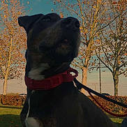 Sultan participe au concours pour gagner de l'argent avec cette photo : animal, autumn, brown, canine, collar, daylight, dog, fall, grass, leash, leaves, mammal, nature, outdoor, park, pet, portrait, sitting, sky, tree