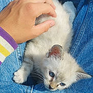 Neige joined the competition — help win amazing prizes! animal, blue_eyes, casual, cat, comfort, cozy, cute, denim, domestic_animal, furry, hand, jeans, kitten, lap, person, pet, resting, soft, whiskers, young