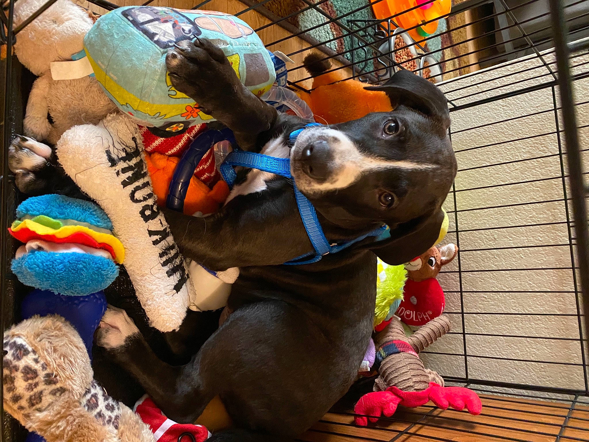 Jasper is registered to the contest to win money with this photo: canidae, carnivore, companion_dog, dachshund, dog, dog_breed, guard_dog, puppy, stuffed_toy