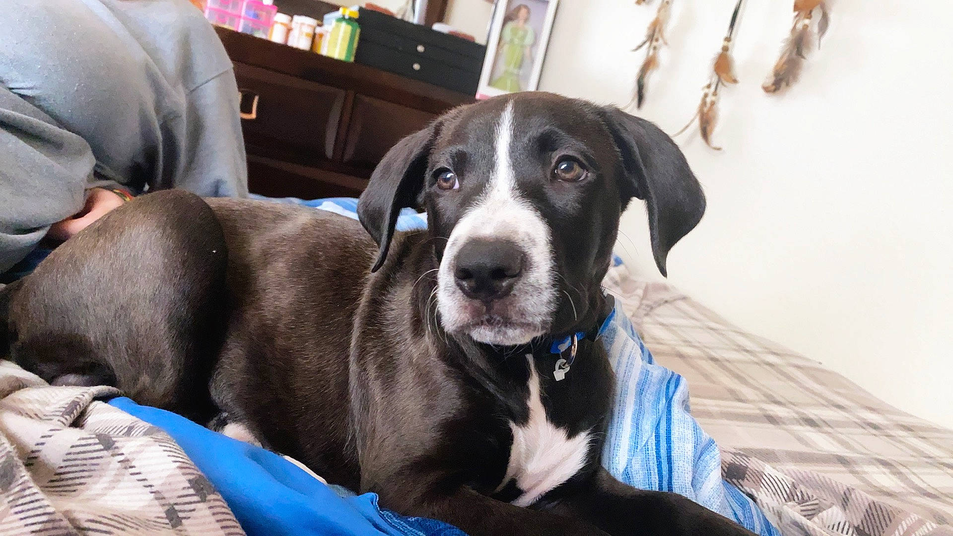 Jasper joined the competition — help win amazing prizes! beagador, canidae, carnivore, companion_dog, dog, dog_breed, fawn, great_dane, guard_dog, mammal, non_sporting_group, rare_breed_dog, snout, sporting_group, vertebrate, whiskers