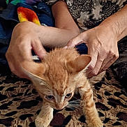 Shrimp joined the competition — help win amazing prizes! animal, blanket, cat, claws, crouching, cute, domestic, feline, fur, hands, indoor, kitten, leopard_print, mammal, orange_cat, person, pet, small, whiskers, young