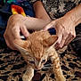 animal, blanket, cat, claws, crouching, cute, domestic, feline, fur, hands, indoor, kitten, leopard_print, mammal, orange_cat, person, pet, small, whiskers, young
