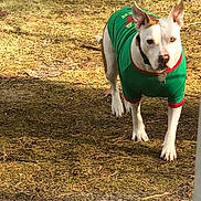 Chase is registered to the contest to win money with this photo: dog, outdoor, grass, animal, pet, canine, walking, green_sweater, white_fur, brown_fur, collar, focused, ground, daylight, nature, mammal, ears_up, looking, single_animal, closeup