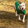 dog, outdoor, grass, animal, pet, canine, walking, green_sweater, white_fur, brown_fur, collar, focused, ground, daylight, nature, mammal, ears_up, looking, single_animal, closeup