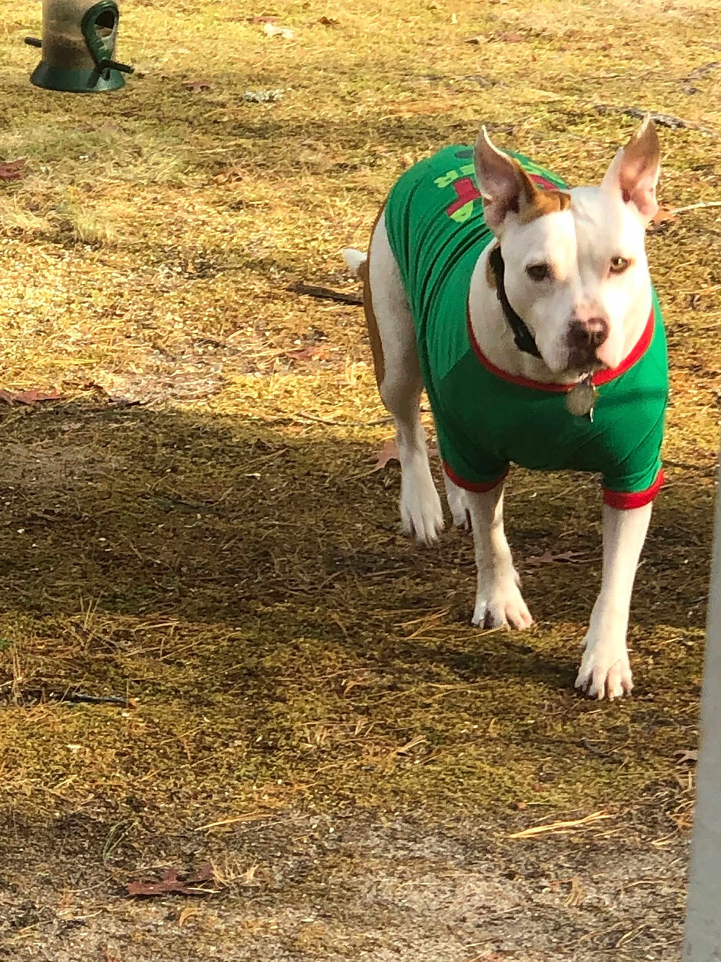Chase is registered to the contest to win money with this photo: dog, outdoor, grass, animal, pet, canine, walking, green_sweater, white_fur, brown_fur, collar, focused, ground, daylight, nature, mammal, ears_up, looking, single_animal, closeup