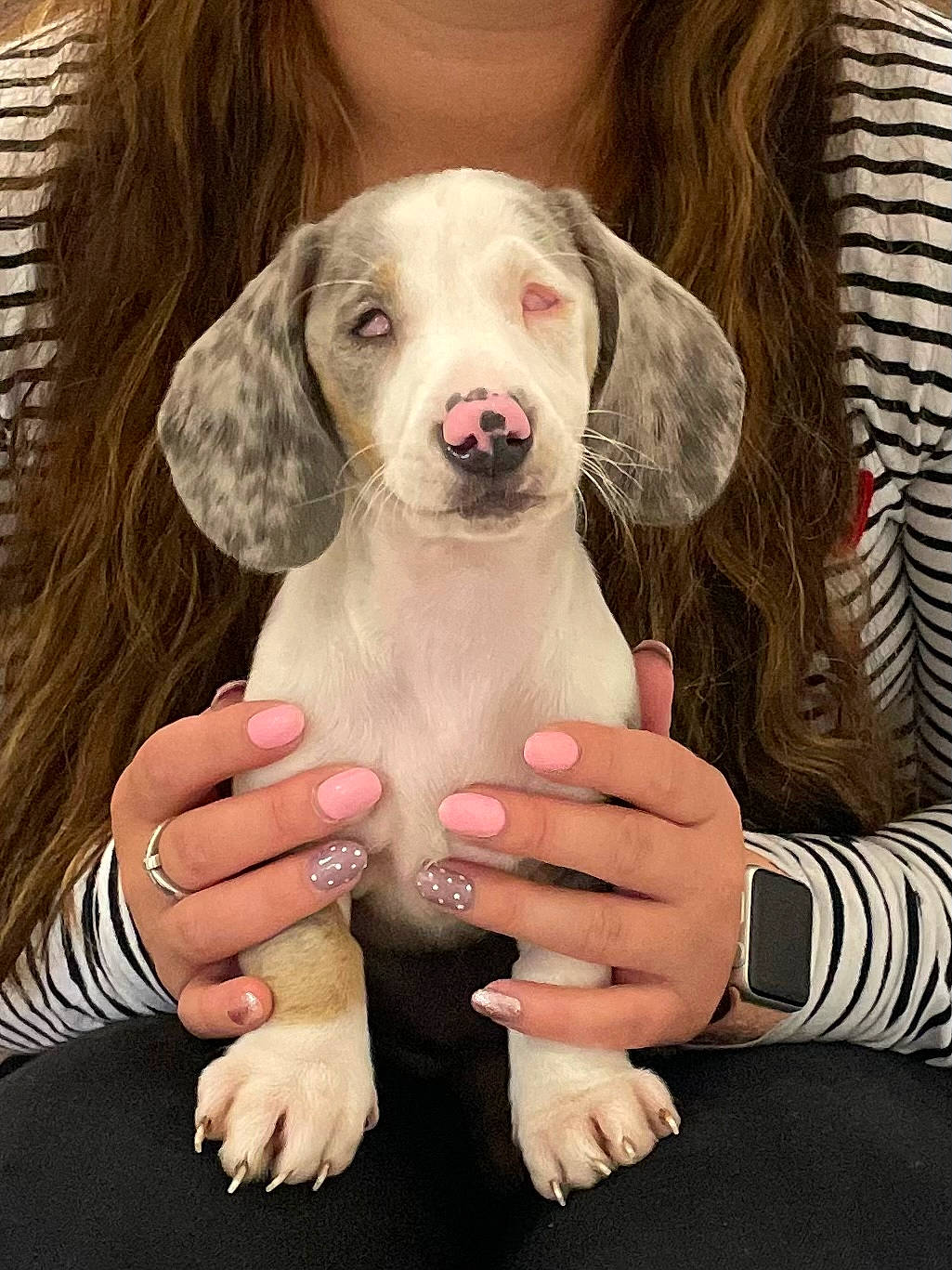 Dora joined the competition — help win amazing prizes! canidae, carnivore, companion_dog, dog, dog_breed, fawn, formal_wear, fur, gesture, hunting_dog, nail, snout, sporting_group, working_animal