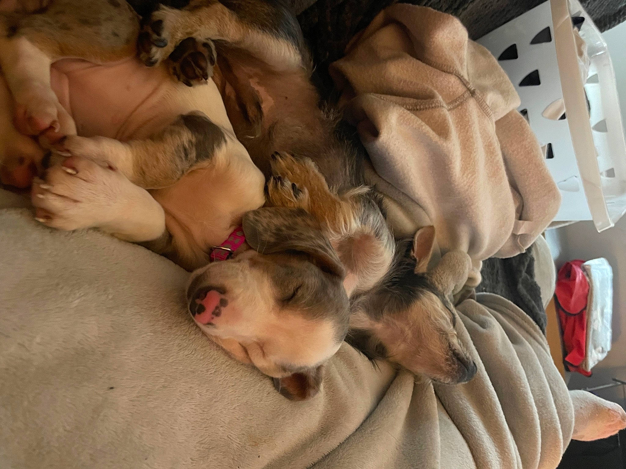 Dora is registered to the contest to win money with this photo: canidae, carnivore, child, comfort, companion_dog, dog_breed, fawn, felidae, fur, linens, nap, paw, room, sleep, sporting_group, wood