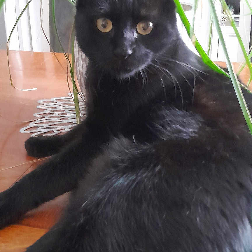 Ringo a rejoint le concours — aidez-le/la à gagner de superbes lots ! alert, animal, black_cat, cat, closeup, ears, eyes, feline, fur, home, houseplant, indoors, pet, portrait, relaxed, sitting, tropical_plant, whiskers, wooden_floor, yellow_eyes