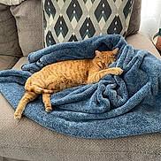 Rotten is registered to the contest to win money with this photo: blanket, cat, couch, cozy, decorative_pillow, feline, fur, ginger_cat, home_interior, living_room, nap, orange_cat, paw, pet, pillow, relaxed, sofa, tabby, throw_blanket, whiskers