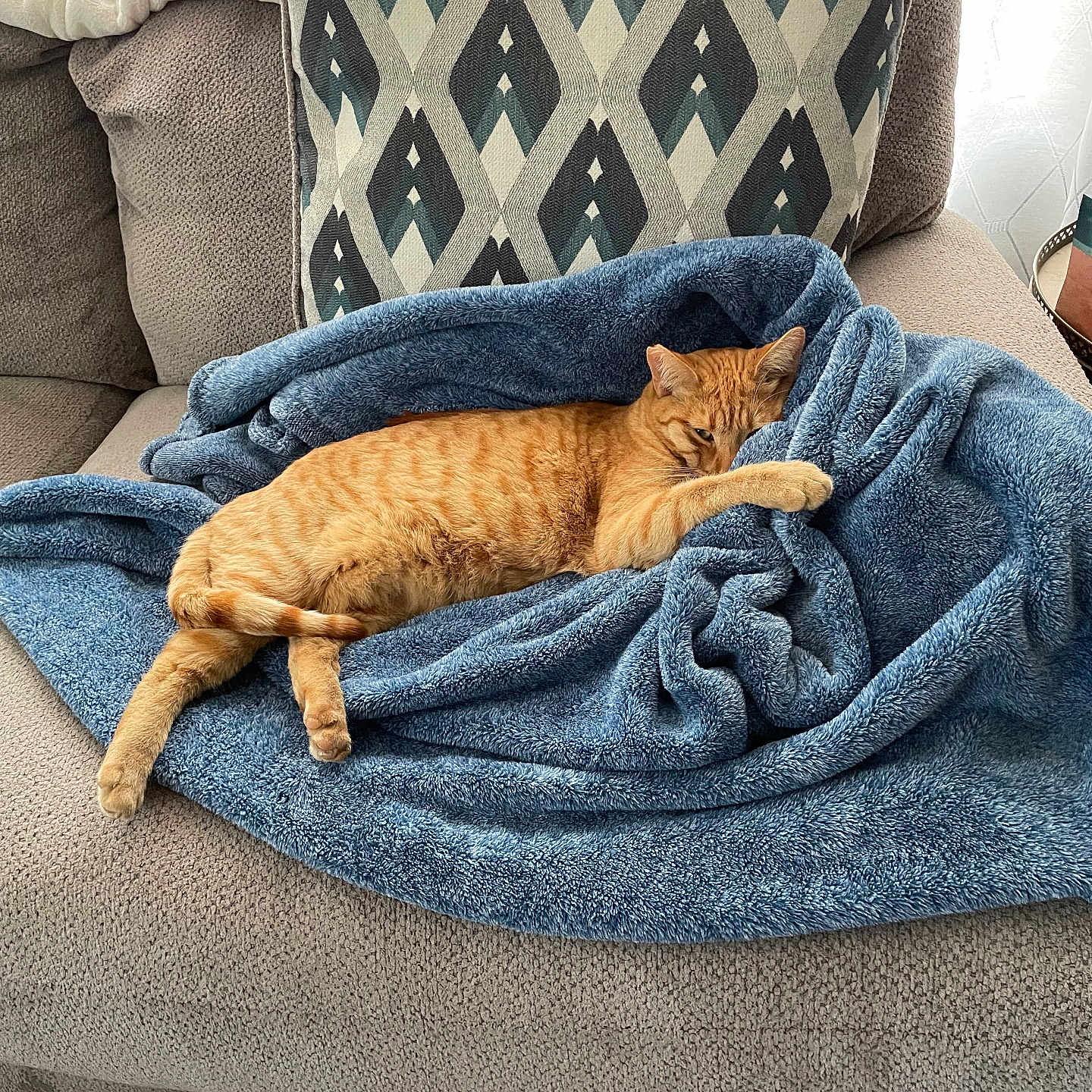 Rotten is registered to the contest to win money with this photo: blanket, cat, couch, cozy, decorative_pillow, feline, fur, ginger_cat, home_interior, living_room, nap, orange_cat, paw, pet, pillow, relaxed, sofa, tabby, throw_blanket, whiskers