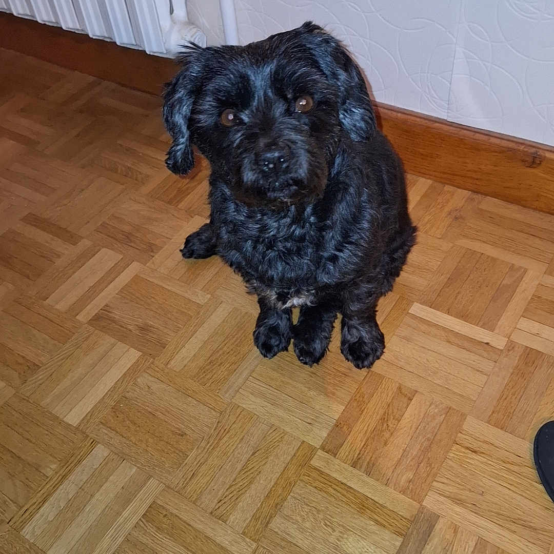 Gynka a rejoint le concours — aidez-le/la à gagner de superbes lots ! affenpinscher, animal, canine, cockerspaniel, dog, hardwood, hound, indoors, interiordesign, pet, plywood, poodle, puppy, terrier, wood