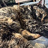 Saïka participe au concours pour gagner de l'argent avec cette photo : cat, sleeping, tortoiseshell, furry, pet, cozy, blanket, indoor, resting, fur, animal, mammal, cute, domestic, bed, relaxed, whiskers, tail, feline, house