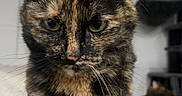 Saïka a rejoint le concours — aidez-le/la à gagner de superbes lots ! cat, tortoiseshell_cat, indoor, pet, animal, feline, close_up, portrait, fur, whiskers, ears, eyes, domestic_cat, sitting, cozy, background, blanket, cat_tree, relaxed, companion