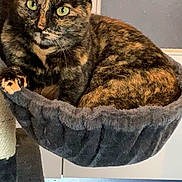 Saïka a rejoint le concours — aidez-le/la à gagner de superbes lots ! cat, tortoiseshell_cat, pet, animal, feline, indoor, cozy, hammock, cat_tree, fur, green_eyes, resting, cute, whiskers, ears, paw, closeup, domestic_cat, relaxed, portrait