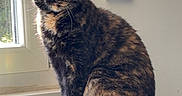 Saïka participe au concours pour gagner de l'argent avec cette photo : animal, calm, cat, curious, domestic, ears, feline, fur, green_eyes, indoor, pet, portrait, resting, shadow, sitting, sunlight, tortoiseshell, whiskers, window, windowsill