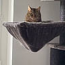 Toï participe au concours pour gagner de l'argent avec cette photo : cat, tabby_cat, cat_tree, hammock, pet, indoor, window, furniture, animal, feline, resting, cozy, looking, fur, ears, whiskers, home, sitting, natural_light, quiet