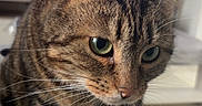 Toï participe au concours pour gagner de l'argent avec cette photo : cat, tabby_cat, close_up, indoor, cushion, pattern, living_room, television, blurred_background, feline, whiskers, ears, green_eyes, fur, pet, cute, animal, domestic, sitting, curious