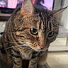 cat, tabby_cat, close_up, indoor, cushion, pattern, living_room, television, blurred_background, feline, whiskers, ears, green_eyes, fur, pet, cute, animal, domestic, sitting, curious