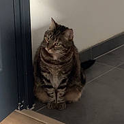 Toï a rejoint le concours — aidez-le/la à gagner de superbes lots ! cat, tabby, sitting, indoor, floor, wall, corner, striped_fur, pet, animal, quiet, looking, attentive, tile_floor, wood_floor, domestic, feline, house, shadow, door_frame