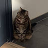 cat, tabby, sitting, indoor, floor, wall, corner, striped_fur, pet, animal, quiet, looking, attentive, tile_floor, wood_floor, domestic, feline, house, shadow, door_frame