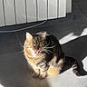 Toï a rejoint le concours — aidez-le/la à gagner de superbes lots ! cat, tabby, sunlight, indoor, floor, tile_floor, animal, pet, whiskers, shadow, radiator, home, feline, sitting, mouth_open, striped, cute, domestic_cat, relaxed, daylight