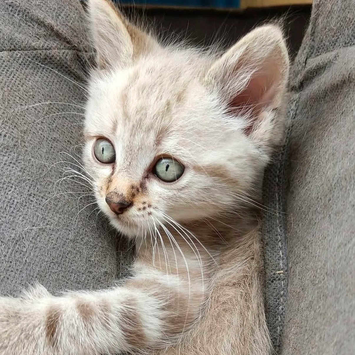 Perle