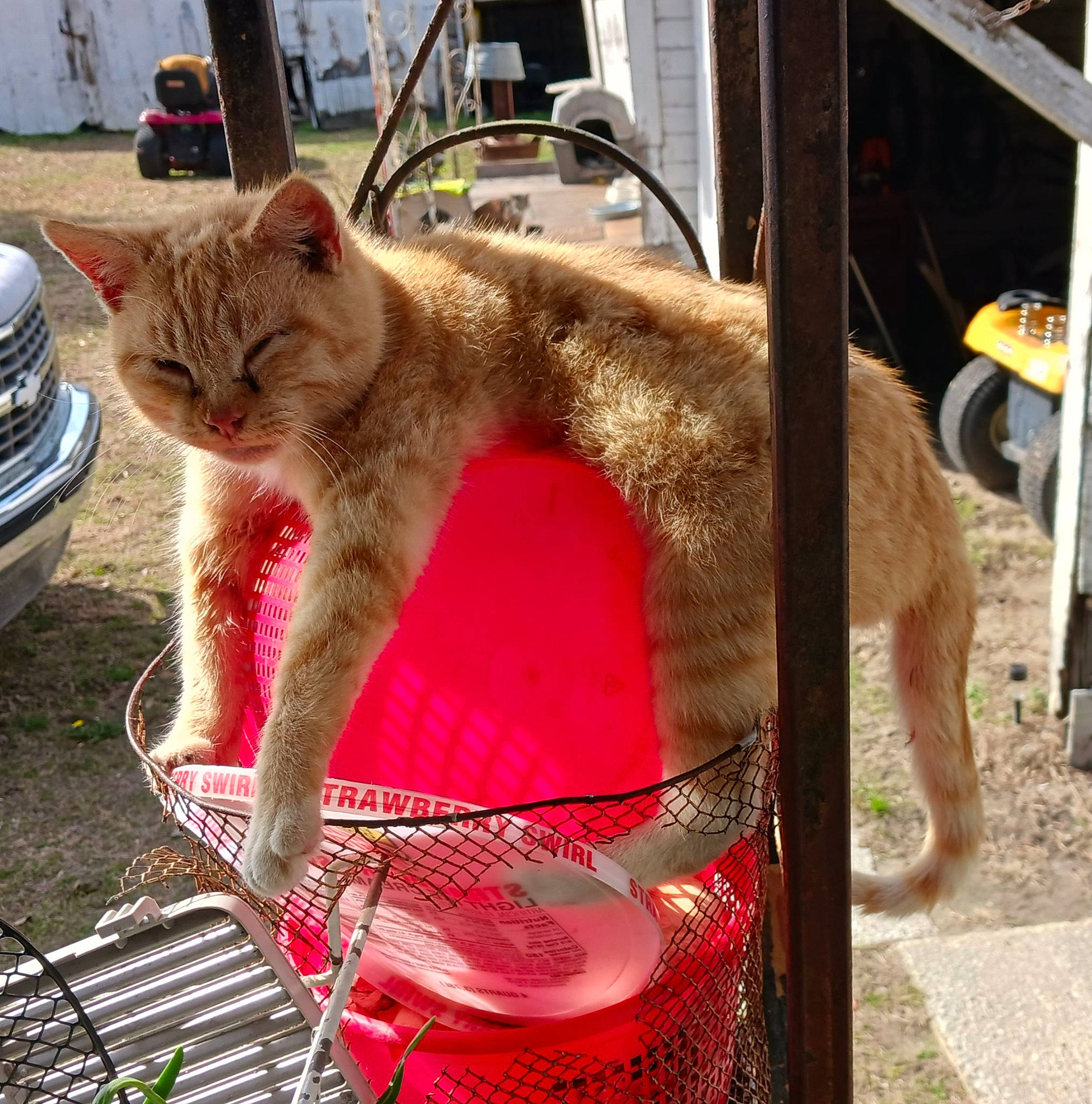 Snoopy joined the competition — help win amazing prizes! canidae, car, carnivore, cat, claw, collar, domestic_short_haired_cat, fawn, felidae, fur, grass, pet_supply, small_to_medium_sized_cats, snout, tableware, tail, tire, vehicle_registration_plate, whiskers, window