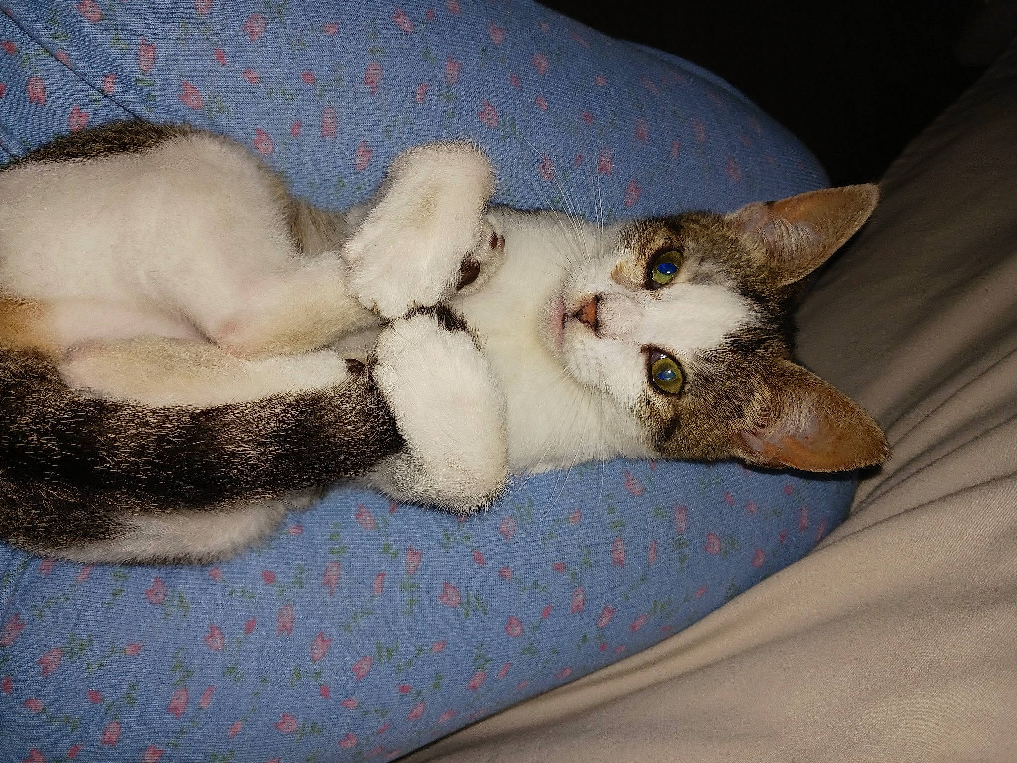 Mickey joined the competition — help win amazing prizes! canidae, carnivore, cat, cat_bed, claw, comfort, couch, dog_breed, domestic_short_haired_cat, ear, fawn, felidae, fur, nap, paw, small_to_medium_sized_cats, snout, tail, vertebrate, whiskers