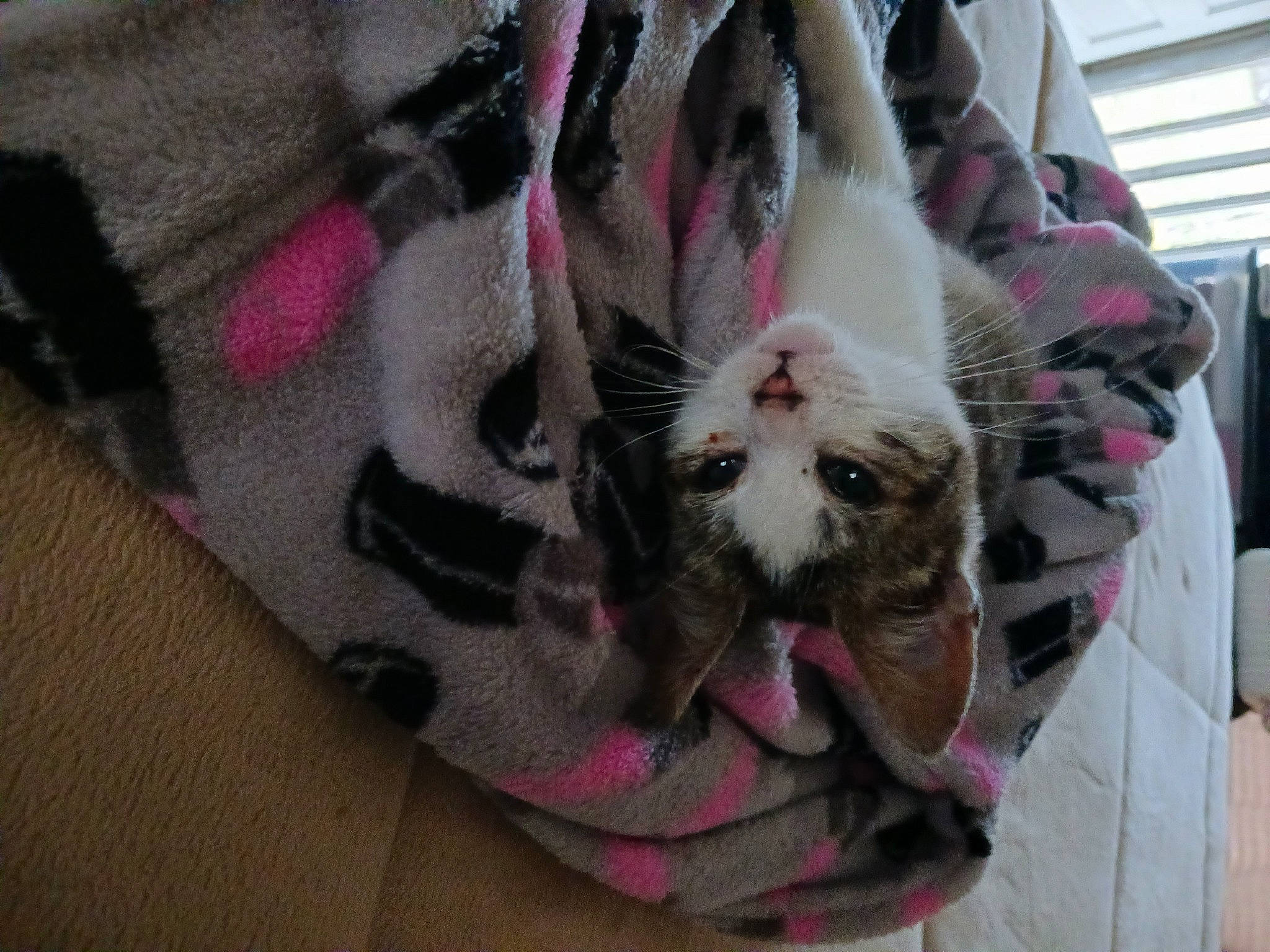 Mickey is registered to the contest to win money with this photo: bag, canidae, carnivore, companion_dog, dog_breed, dog_supply, fawn, felidae, fur, linens, pattern, paw, pet_supply, pink, plastic_bag, small_to_medium_sized_cats, snout, sporting_group, toy_dog, whiskers