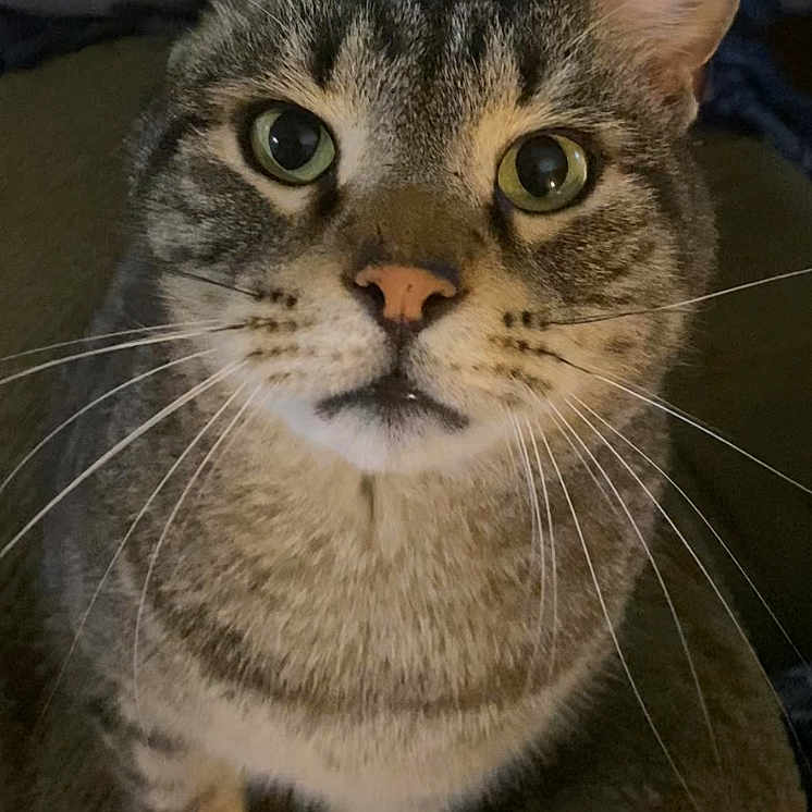 Leon is registered to the contest to win money with this photo: animal, cat, close_up, curious, cute, domestic_cat, ears, face, feline, fur, indoor, looking_up, mammal, nose, pet, portrait, sitting, tabby, whiskers, wide_eyes