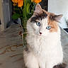 cat, calico_cat, blue_eyes, fluffy, flower_vase, red_tulips, orange_roses, table, tablecloth, indoor, pet, animal, domestic_cat, feline, whiskers, sitting, looking_at_camera, houseplant, decor, cozy
