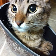 Bella is registered to the contest to win money with this photo: cat, tabby, animal, pet, feline, bag, curious, indoor, closeup, whiskers, ears, paws, fur, cute, domestic, portrait, eyes, face, container, floor